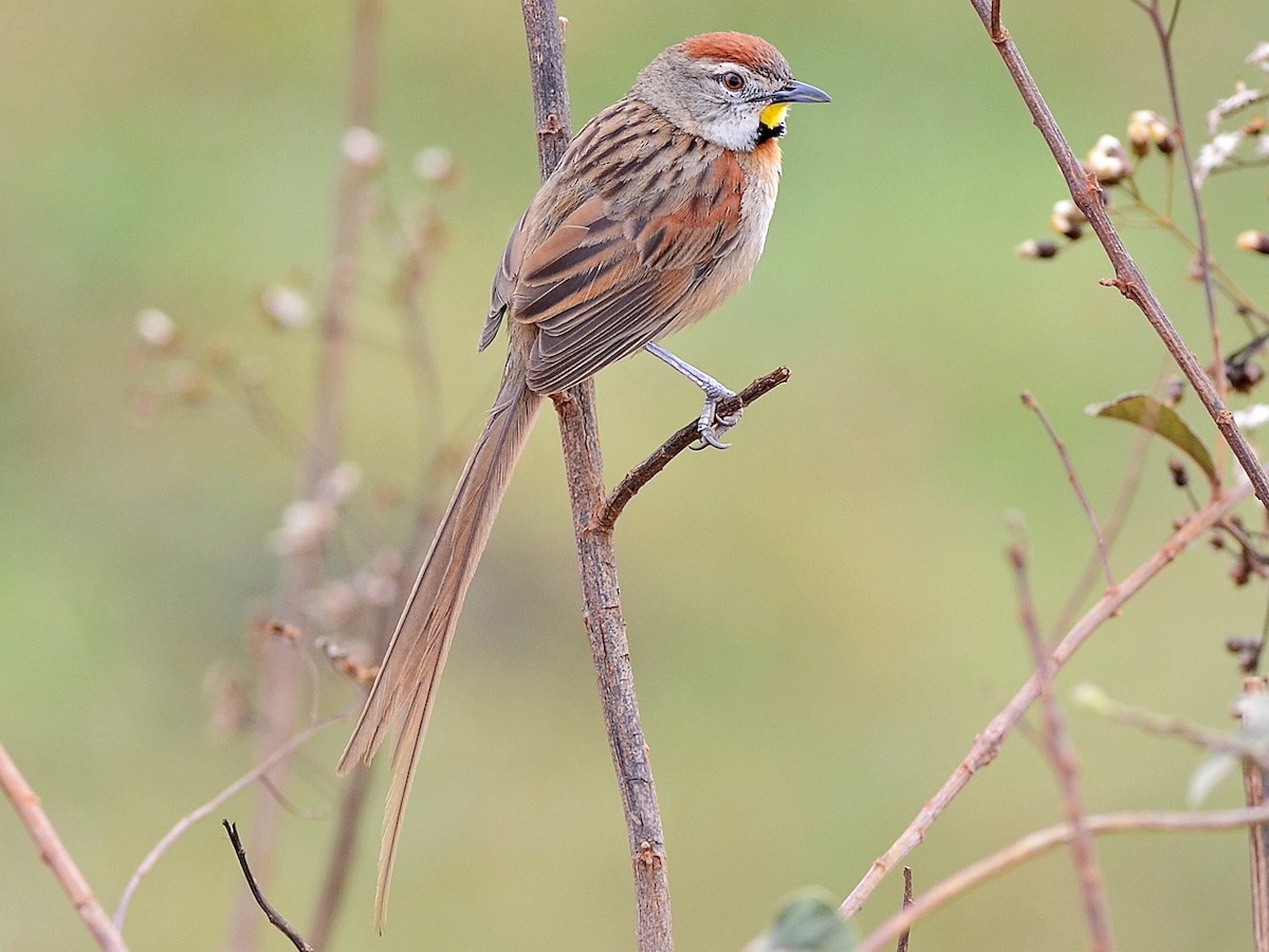 Chotoy (Schoeniophylax phryganophilus)