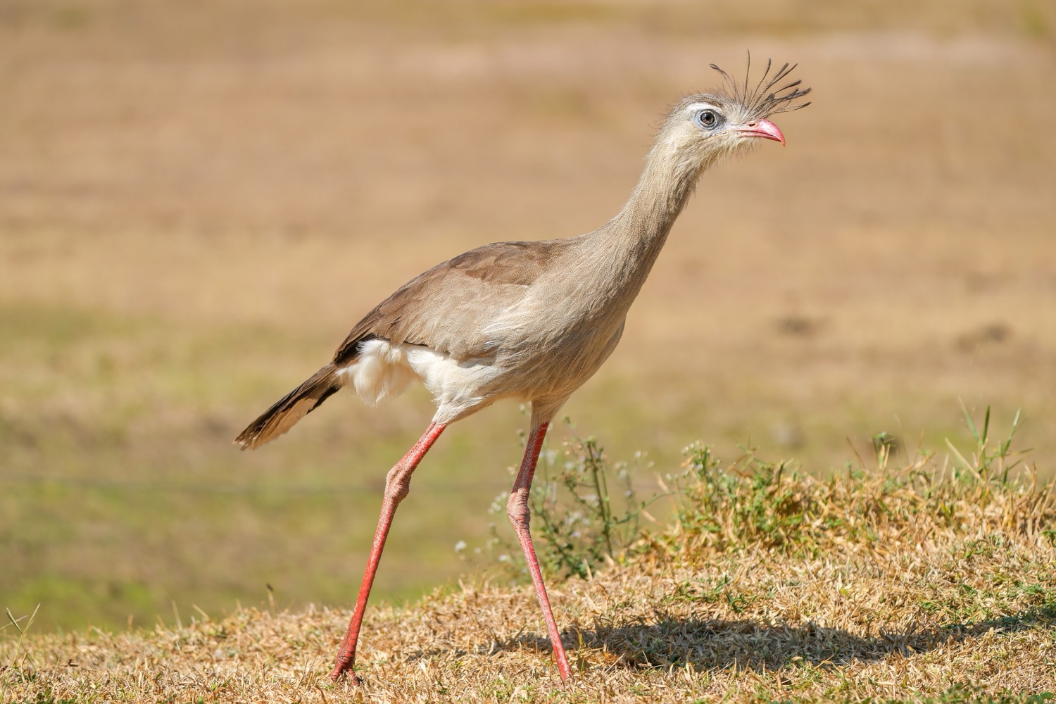 Chuña patas rojas (Cariama cristata)