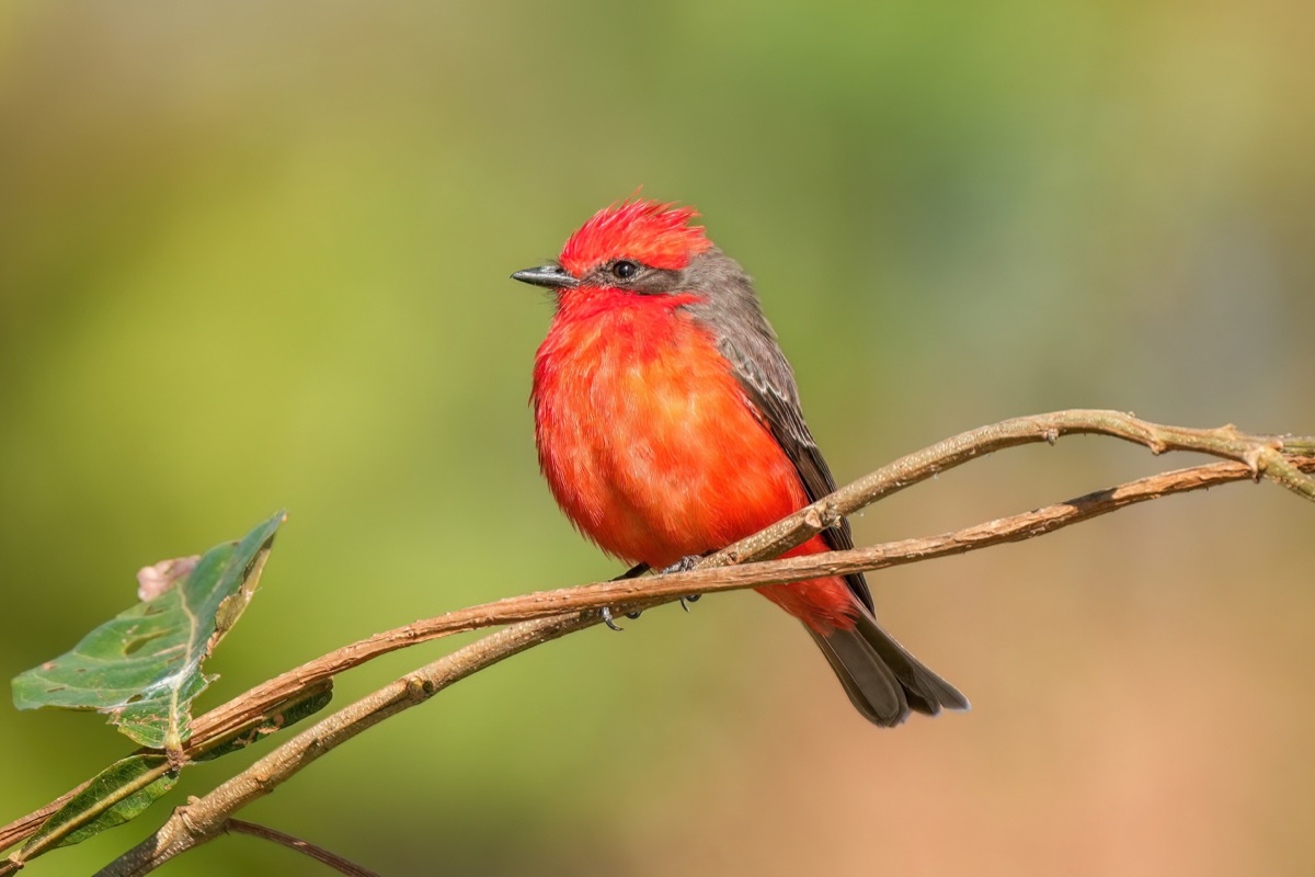 Churrinche (Pyrocephalus rubinus)