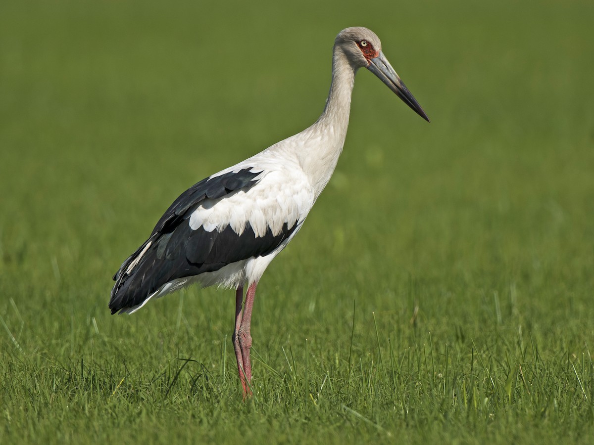 Cigüeña americana (Ciconia maguari)