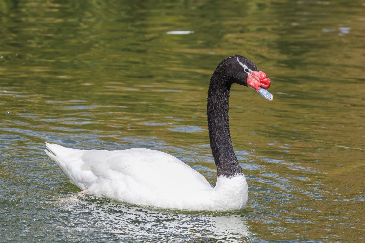 Cisne cuello negro (Cygnus melancoryphus)