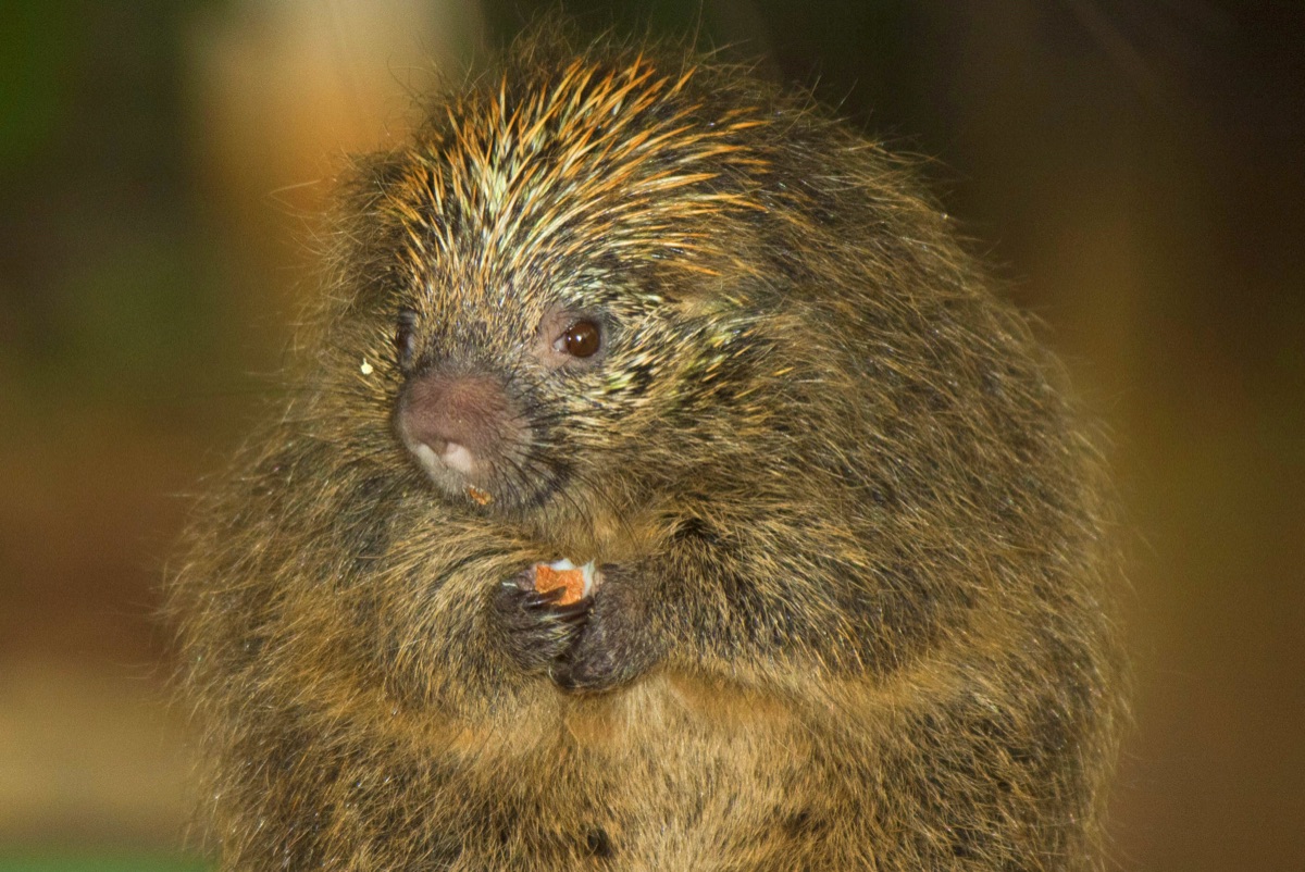 Hairy Dwarf Porcupine (Coendou spinosus)