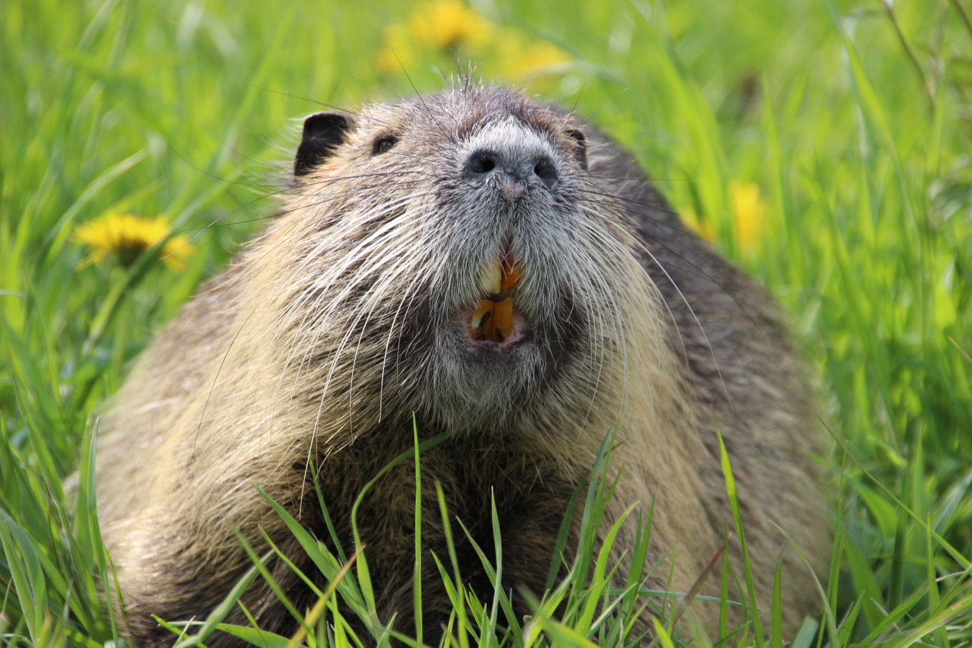 Coipo (Myocastor coypus) en los Esteros del Iberá