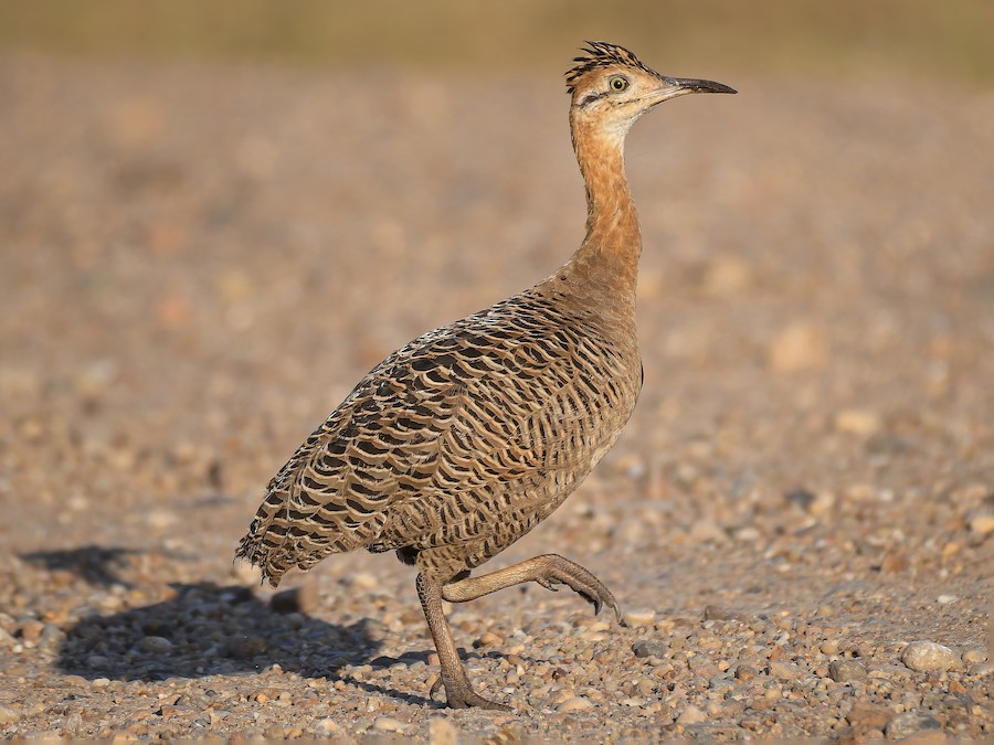 Colorada (Rhynchotus rufescens)