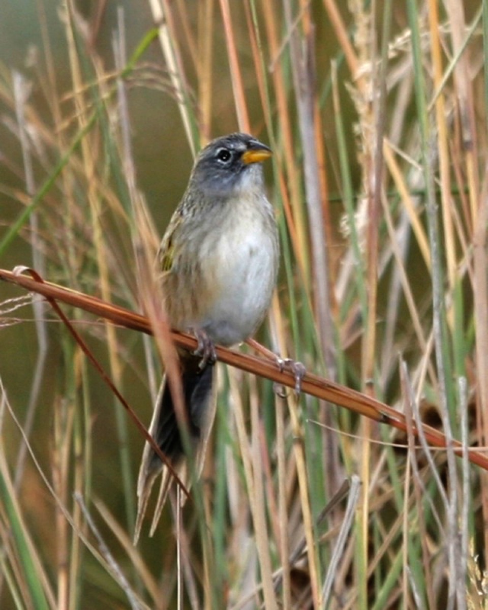 Coludo chico (Emberizoides ypiranganus)
