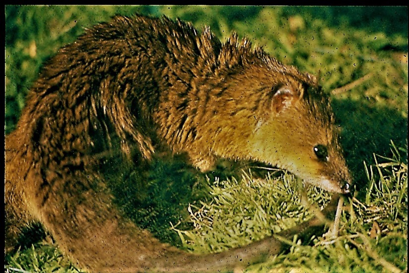 Comadreja colorada en los Esteros del Iberá