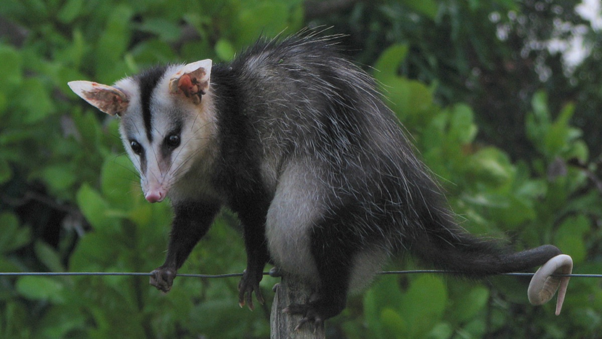 Comadreja overa (Didelphis albiventris)