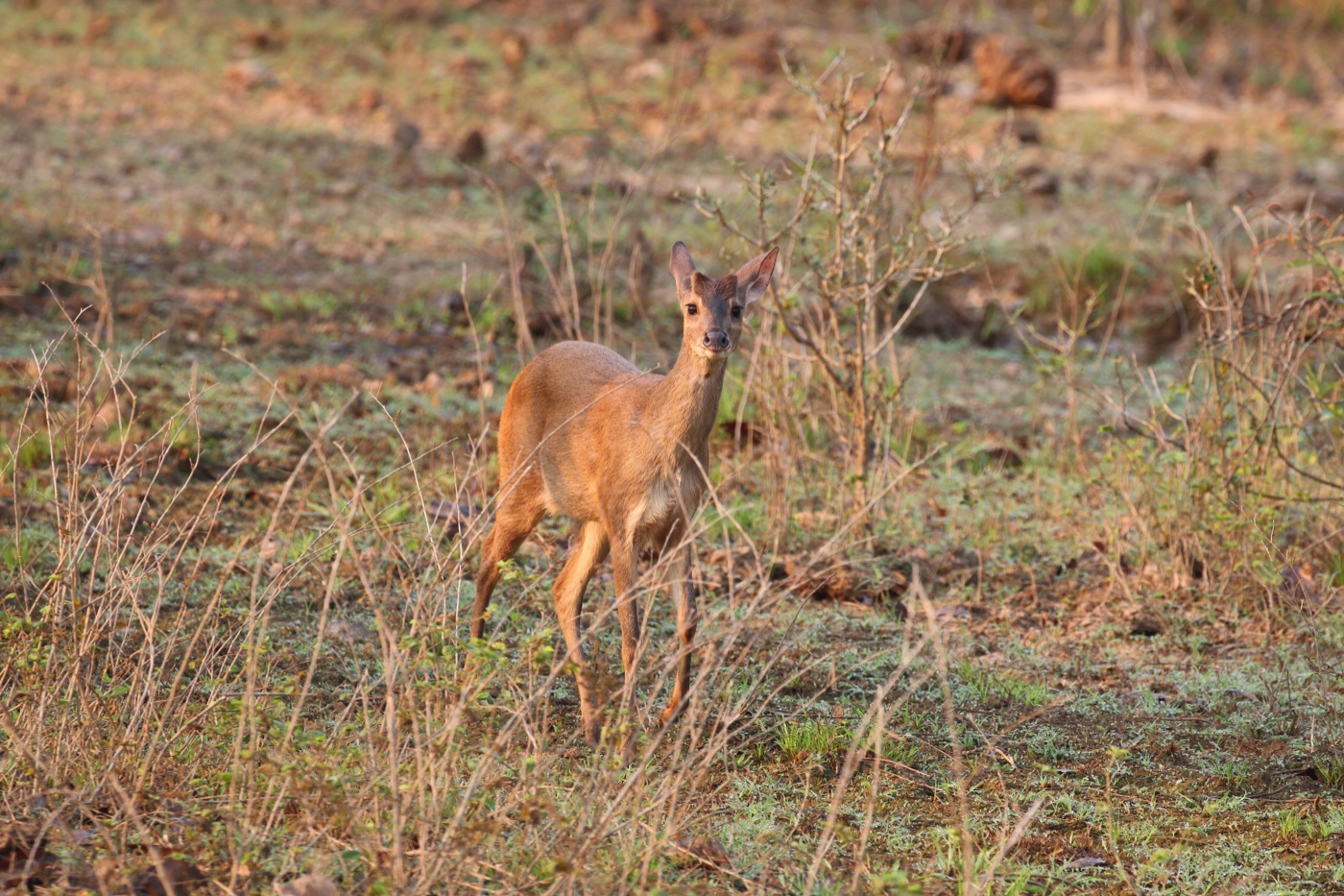 Corzuelo pardo (Subulo gouazoubira) en los Esteros del Iberá