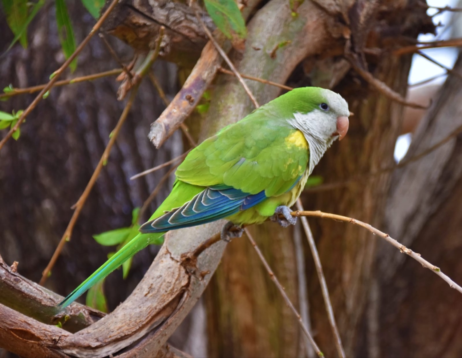 Cotorra (Myiopsitta monachus)