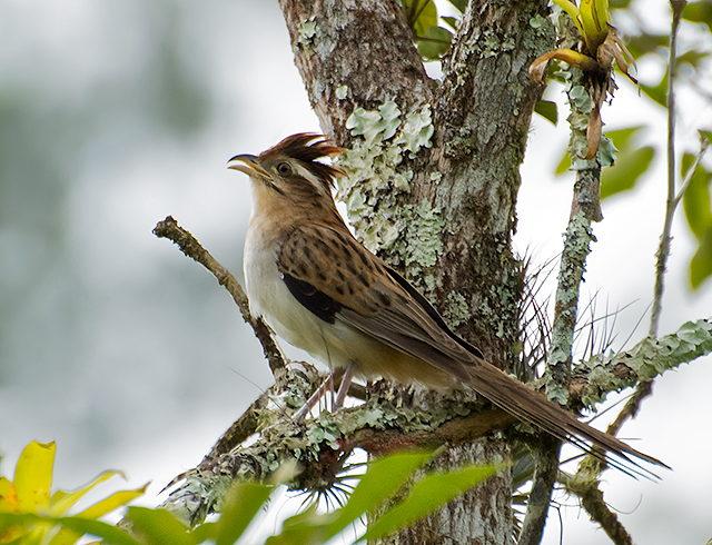 Crespín (Tapera naevia)