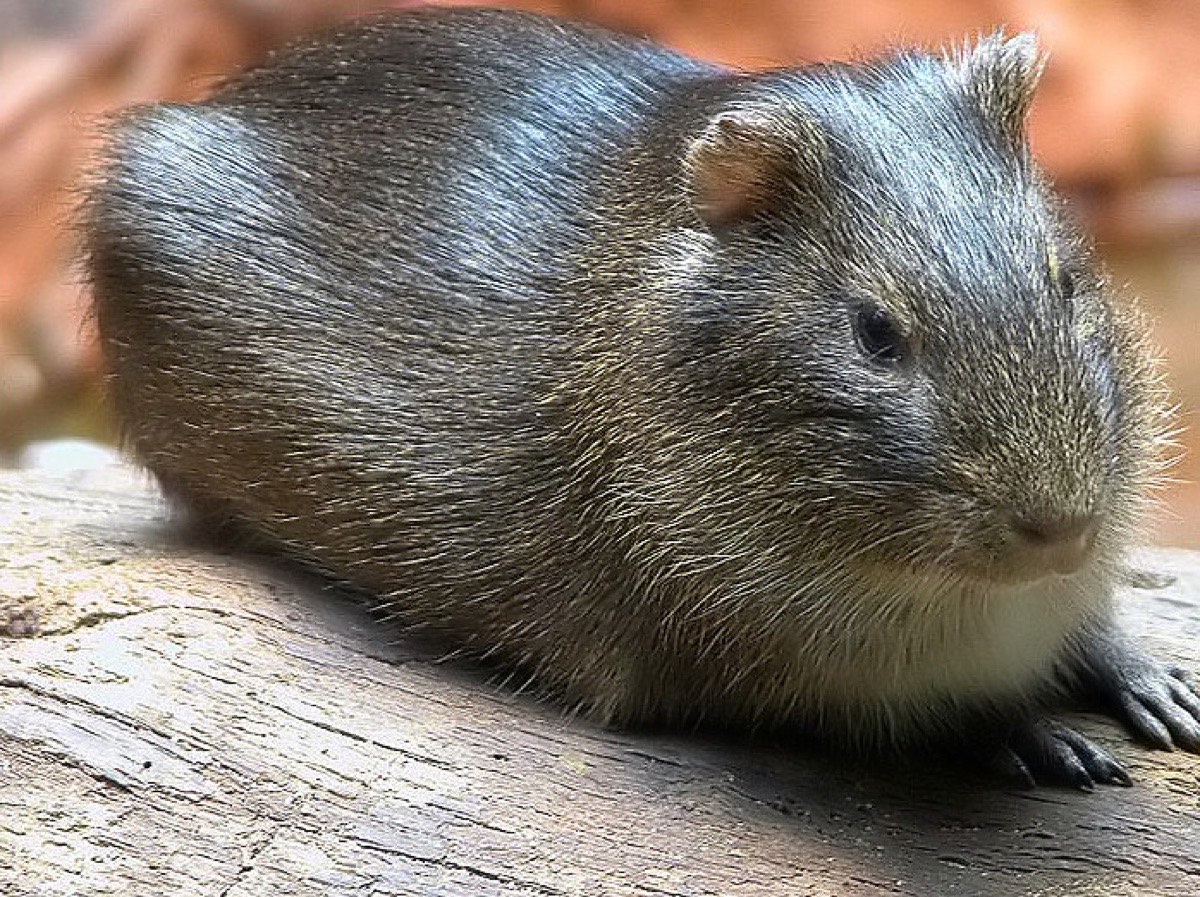 Brazilian Guinea Pig (Cavia aperea)