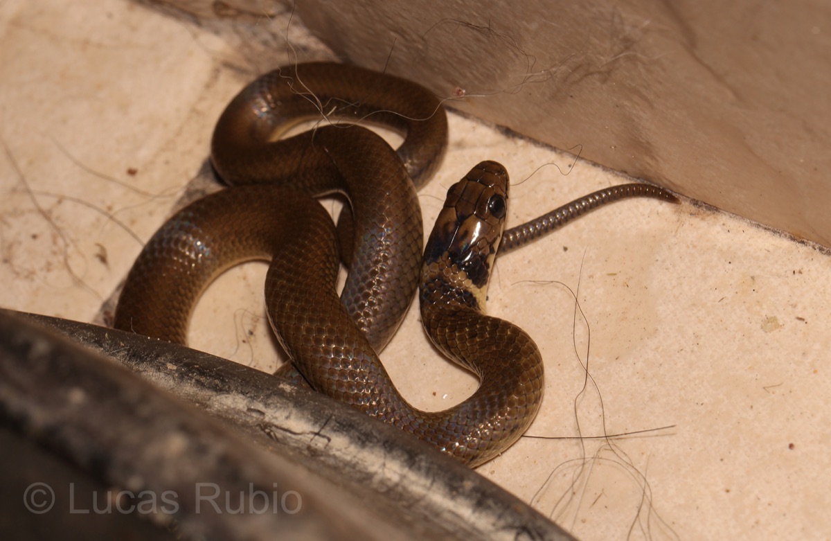 Culebra acuática (Erythrolamprus semiaureus)