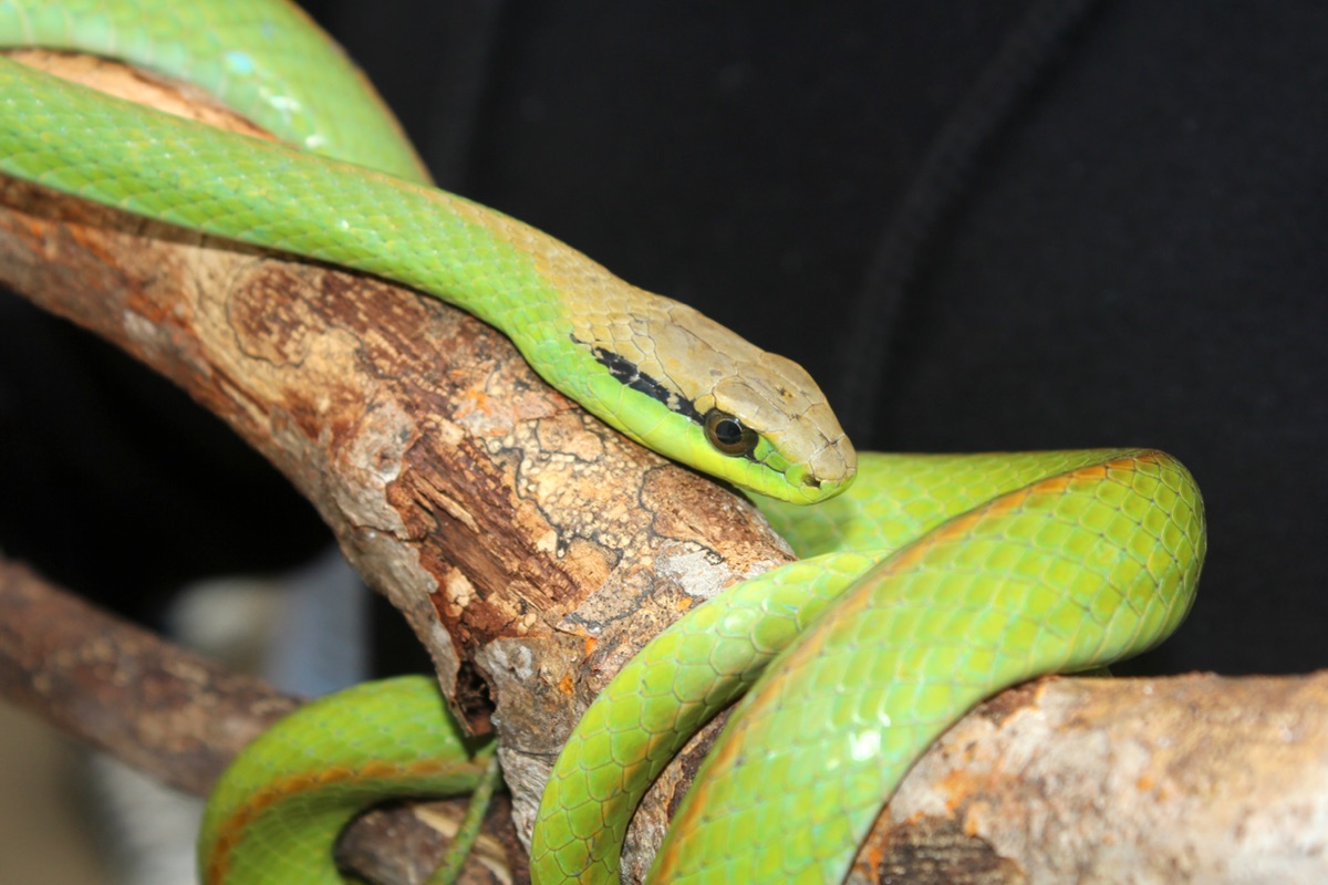 Culebra de Olfers (Philodryas olfersii)