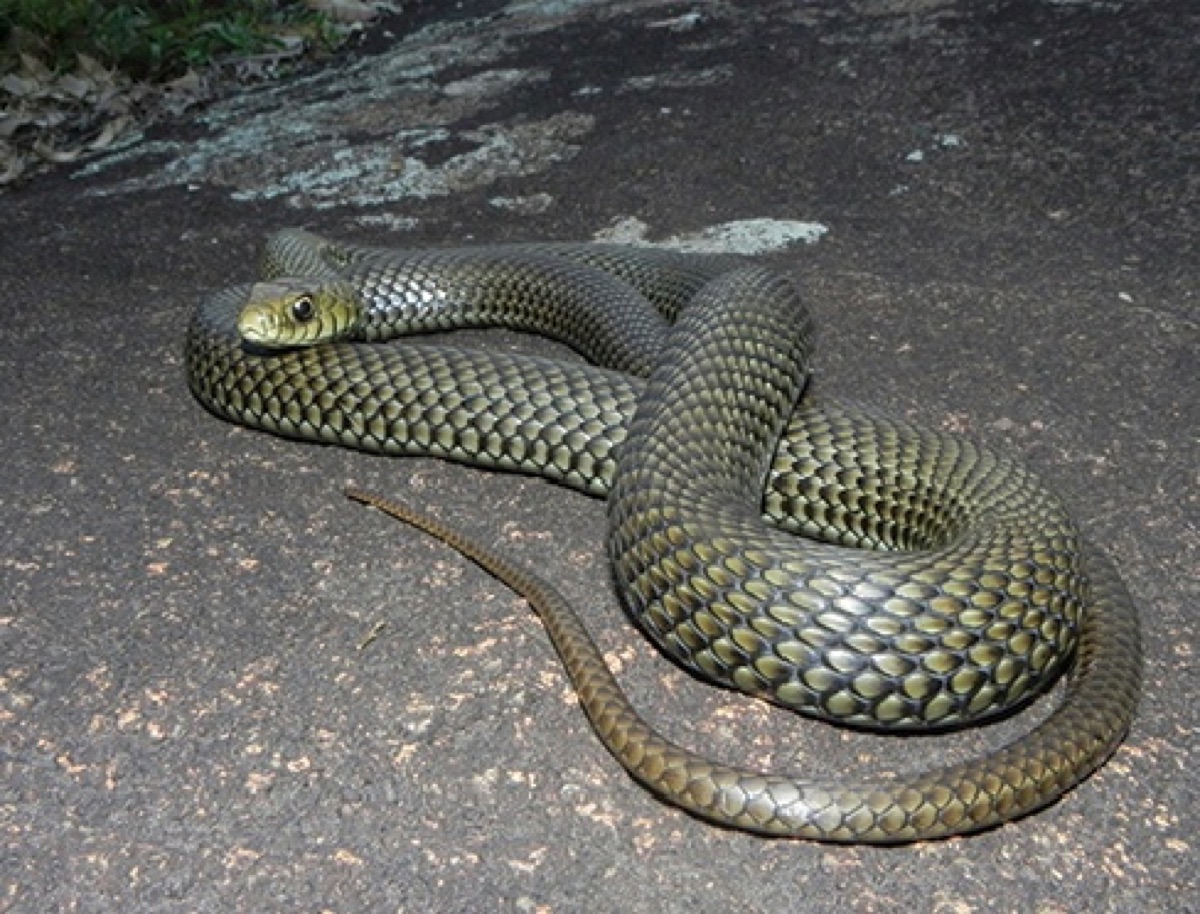 Culebra del pastizal (Philodryas patagoniensis)
