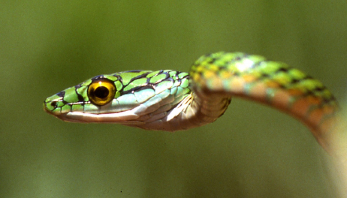 Culebra verde áspera (Leptophis ahaetulla)