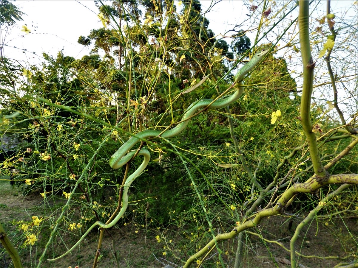 Culebra verde (Philodryas aestiva)
