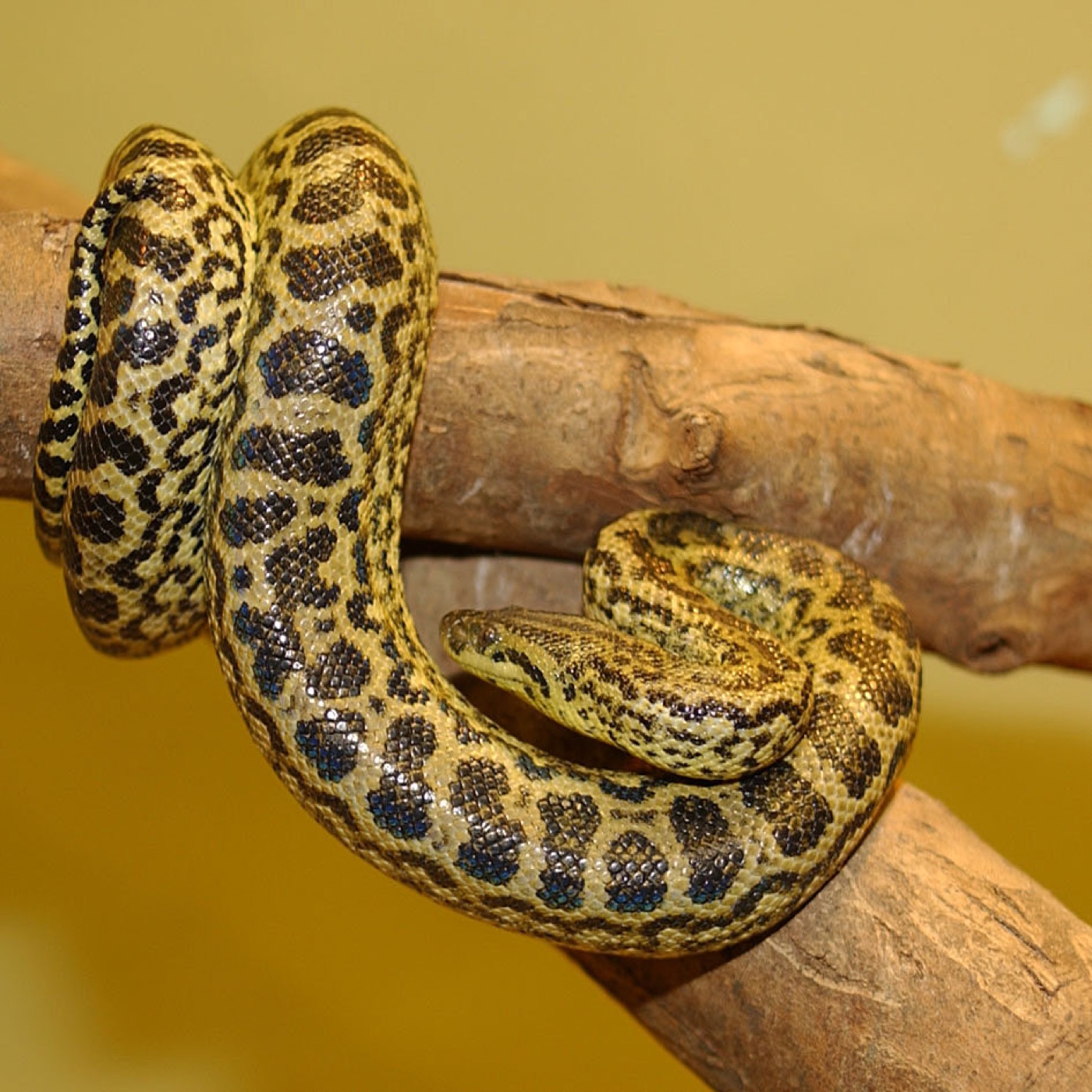 Curiyú (Eunectes notaeus)