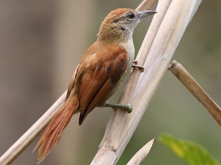 Curutié colorado (Certhiaxis cinnamomeus)