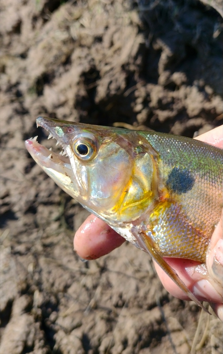Dientudo paraguayo (Acestrorhynchus pantaneiro)