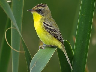 Doradito copetón (Pseudocolopteryx sclateri)