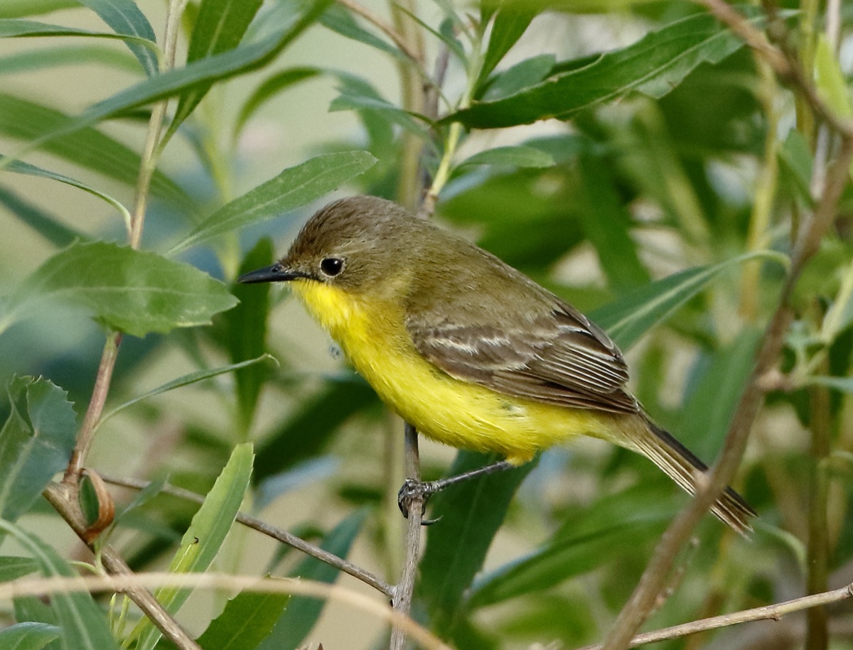 Dinelli's Doradito (Pseudocolopteryx dinelliana)