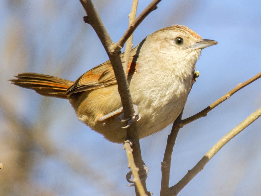 Espinero chico (Phacellodomus sibilatrix)