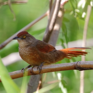 Espinero grande (Phacellodomus ruber)