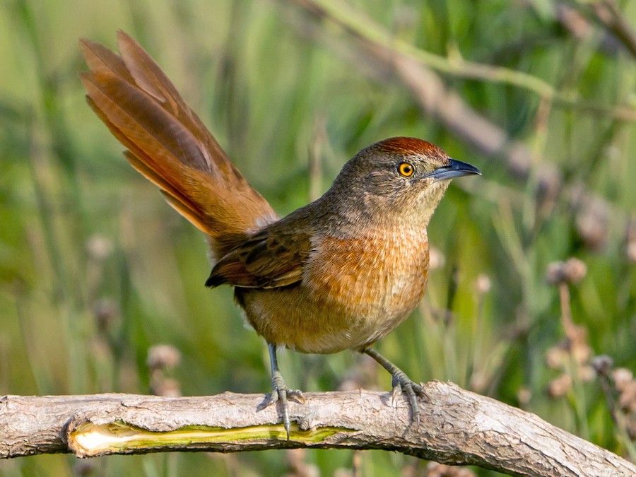 Espinero pecho manchado (Phacellodomus striaticollis)