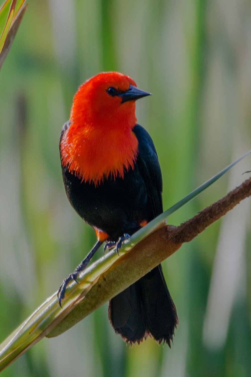 Federal (Amblyramphus holosericeus) en los Esteros del Iberá, foto de JuniorEsteves