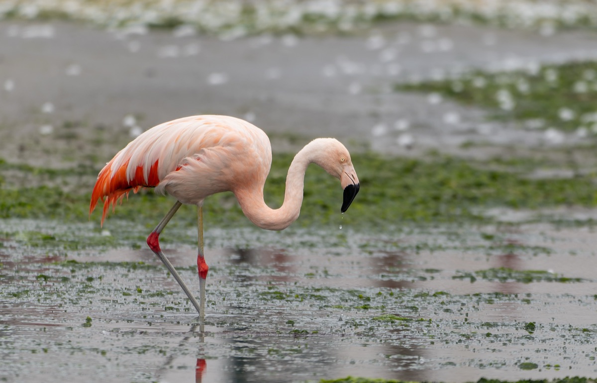 Flamenco austral (Phoenicopterus chilensis)