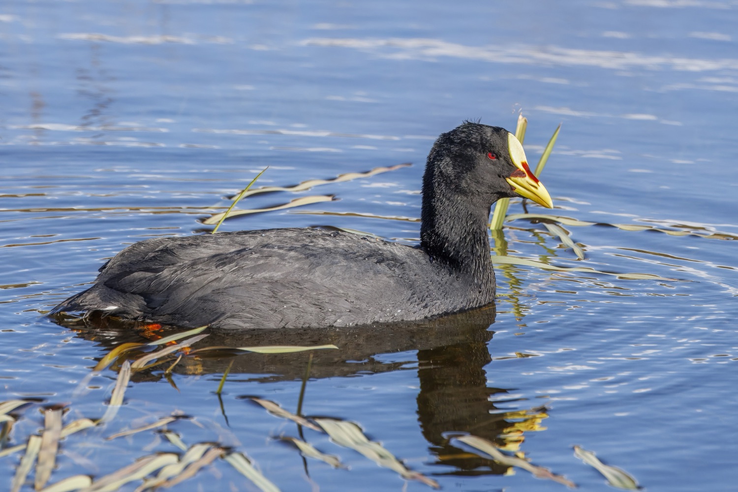 Gallareta chica (Fulica leucoptera)