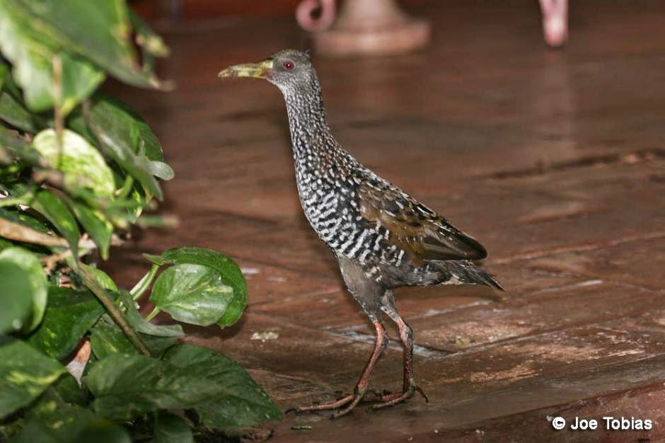 Gallineta overa (Pardirallus maculatus)