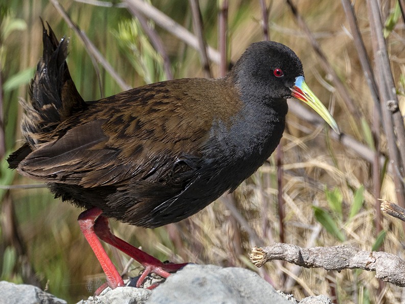 Gallineta pico pintado (Pardirallus sanguinolentus)