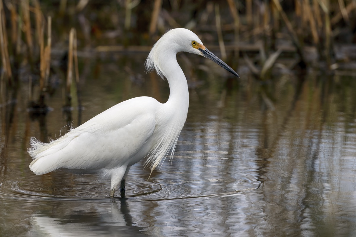 Garcita blanca (Egretta thula)