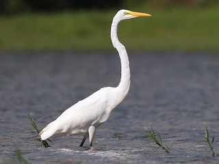Garza blanca (Ardea alba)