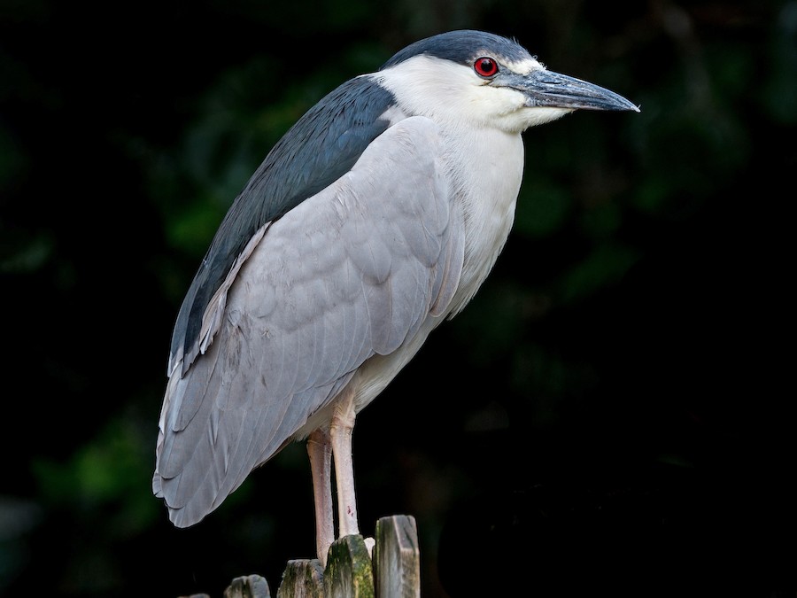 Garza bruja (Nycticorax nycticorax)