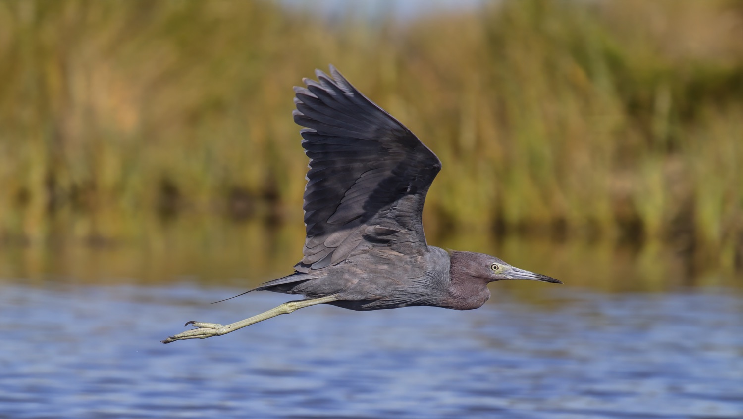 Garza azul (Egretta caerulea)