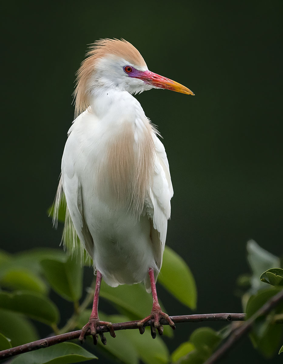 Garza bueyera (Bubulcus ibis)
