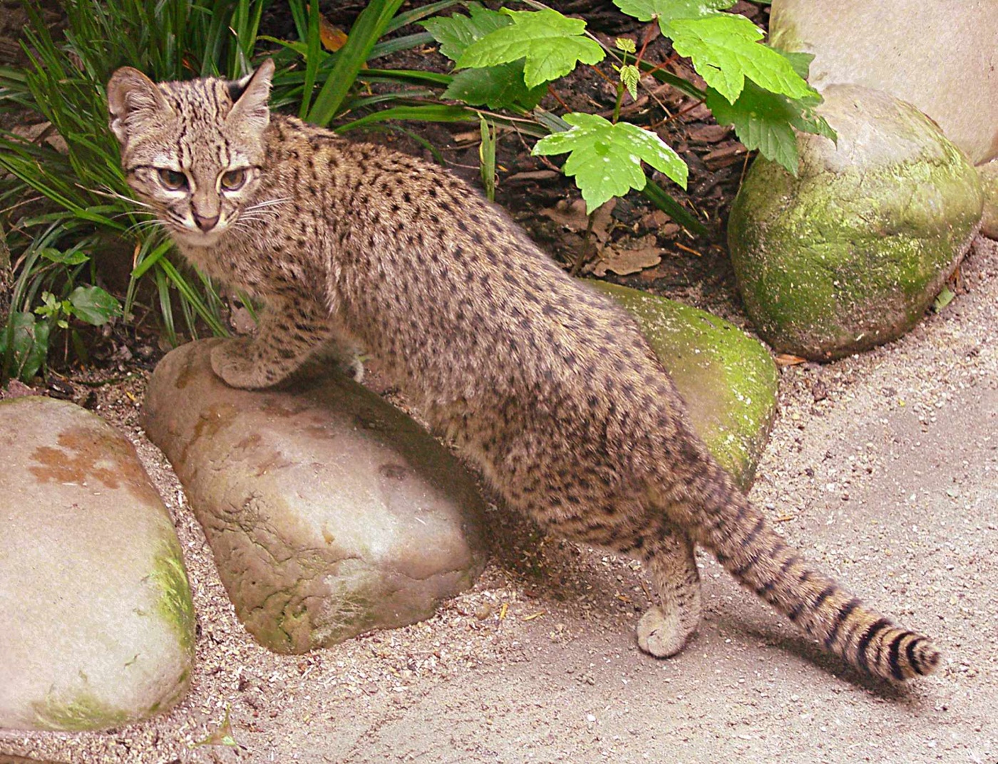 Gato montés en los Esteros del Iberá