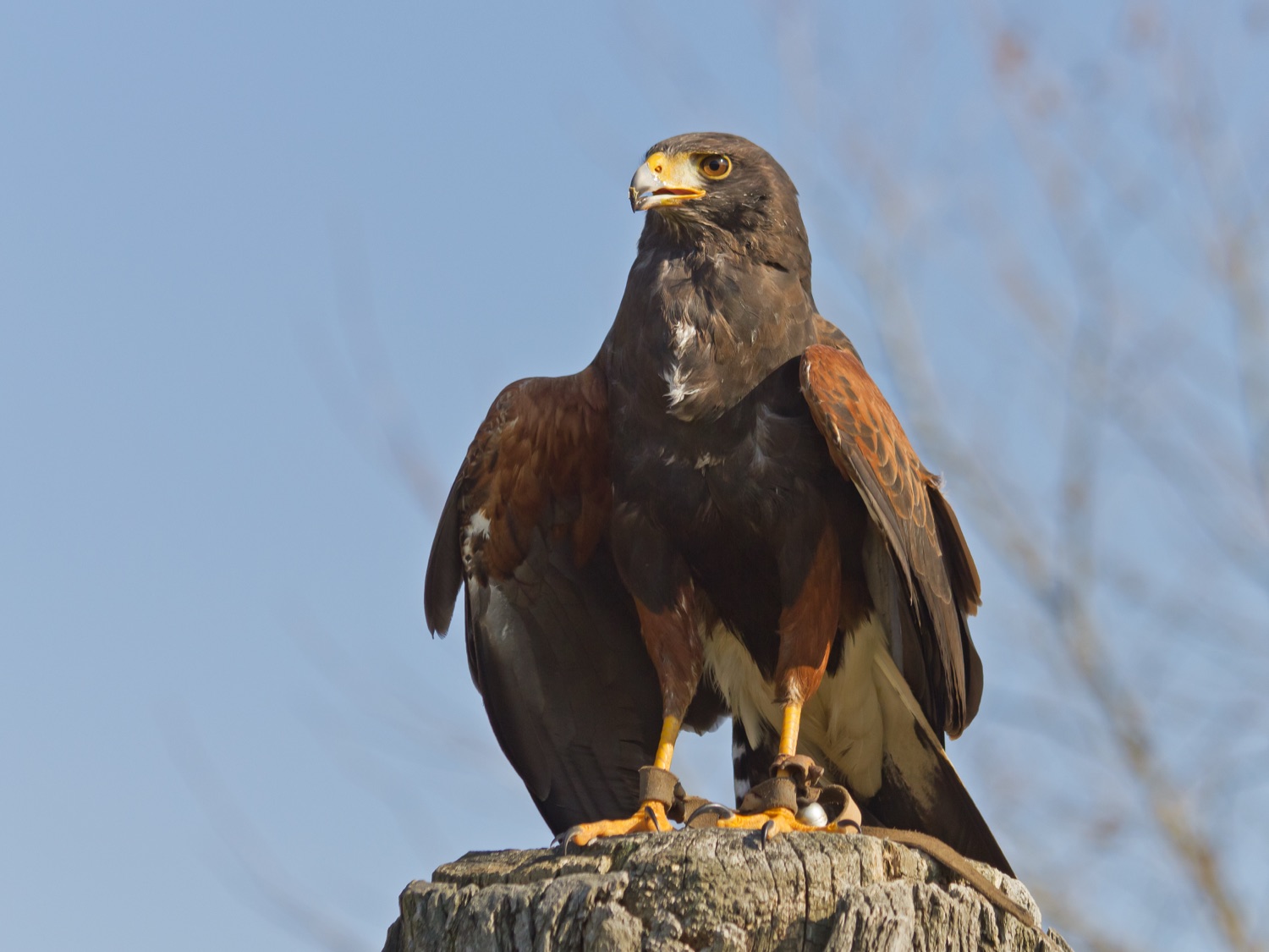 Gavilán mixto (Parabuteo unicinctus)