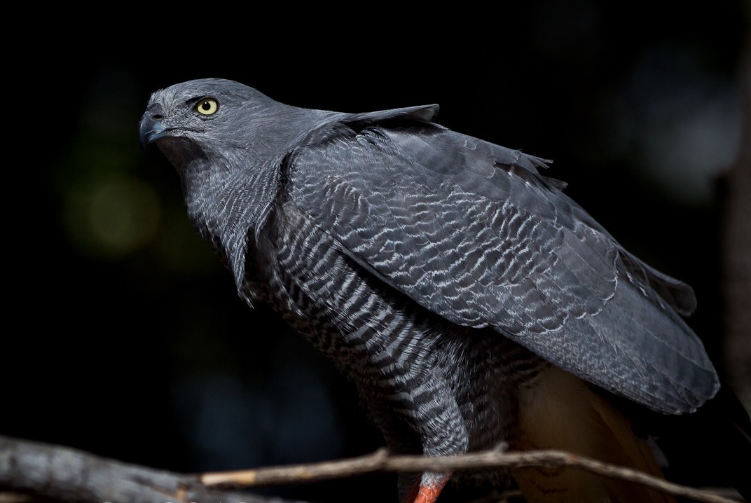 Gavilán patas largas (Geranospiza caerulescens)