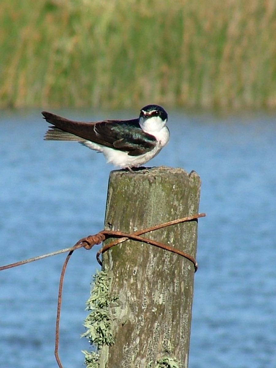 Golondrina ceja blanca (Tachycineta leucorrhoa)