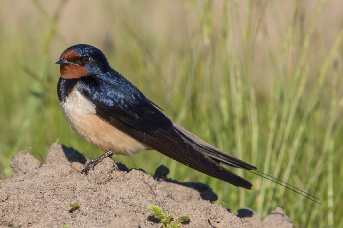 Golondrina tijerita (Hirundo rustica)