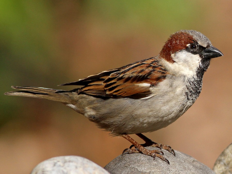Gorrión (Passer domesticus)