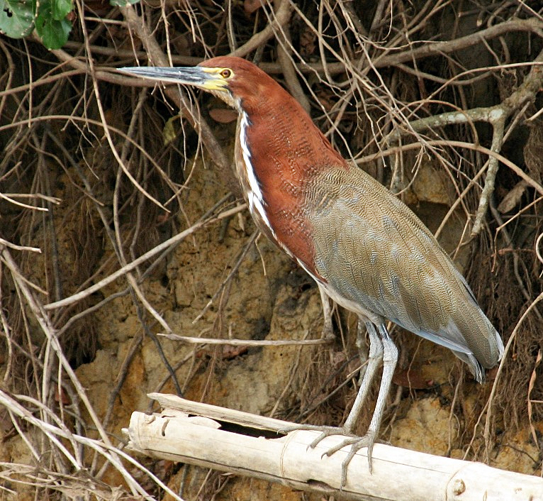 Hocó colorado (Tigrisoma lineatum)