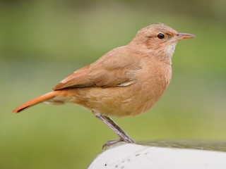 Hornero (Furnarius rufus)