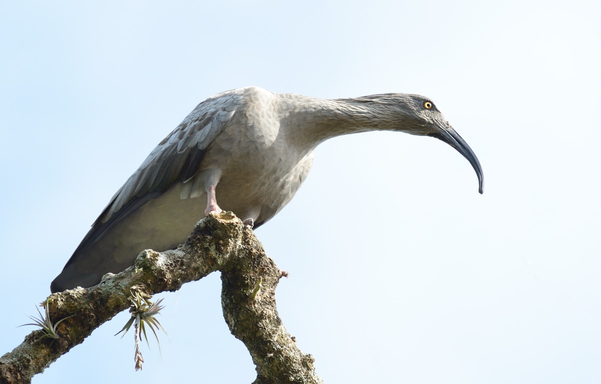 Plumbeous Ibis (Theristicus caerulescens)