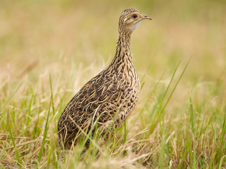 Inambú campestre (Nothura maculosa)
