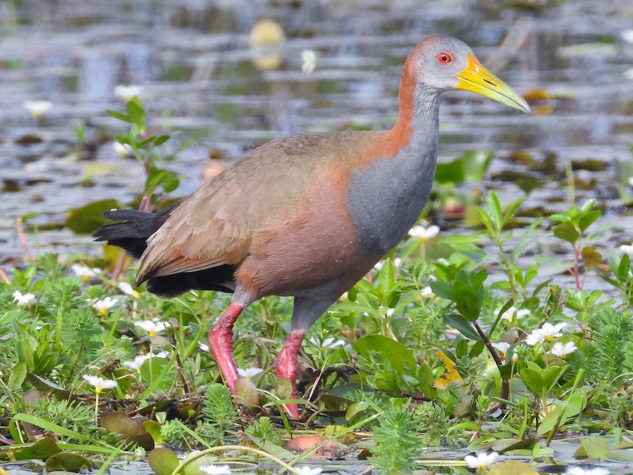 Ipacaá (Aramides ypecaha) en los Esteros del Iberá