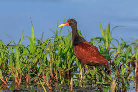 Jacana (Jacana jacana)